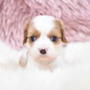 서산벤지 이미지