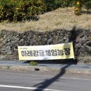 소정농장 | 하례감귤체험농장 방문후기 제주감귤체험 제대로 즐기고 왔어요