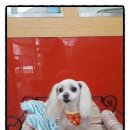 둘리애견미용샵 이미지