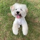 코코앤잭슨 이미지