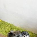 테일러퍼피 이미지