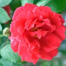 개나리공원 이미지