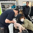 스카이애견 이미지