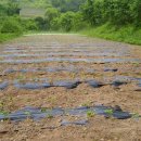 오삼농장 이미지