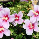 화성무궁화 이미지