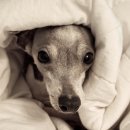 하운드민박 이미지