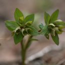 금강송 생태경영림 이미지