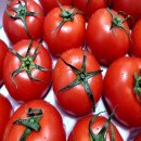 토마토 - 청주시 상당구 상당로121번길 38 | 토마토