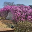 부천종합운동장역(7호선) | 부천 원미산 진달래축제 명소 진달래 4월 5일 실시간 현황 총정리 (주차·포토존)