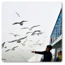 아일랜드민박 | 자월도 펜션 아일랜드 낚시 여행 후기
