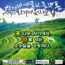 茶나무