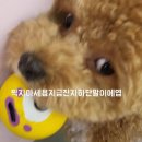 마이리틀메이트 이미지