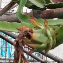 〔이준성의 필리핀 바기오 생활〕 1184. 바기오에서 재배 가능한 용과(Dragon Fruit) 이미지