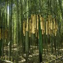 창녕 남지 개비리 이미지