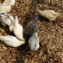 땅골농장 이미지