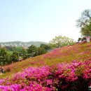 군포시 산본에있는 철쭉동산 을 아시나요.... 이미지