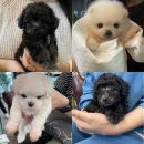 살랑살랑하개 이미지