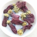 온갖 부인병과 방광암의 선약 접시꽃 약초 연구 이미지
