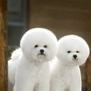 도그뉴스 이미지