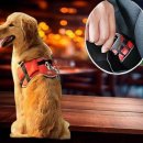 오렌지애견 이미지