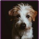 강동24시SKY 동물병원 | 인천 24시 SKY동물메디컬센터 전문 동물병원 후기