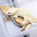 블랑릴리