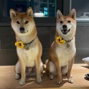 펫 프렌들리 호텔 이미지