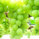 청포도 이미지