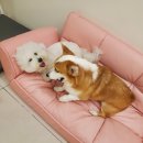 쿠이다르 이미지