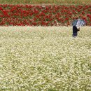 메밀꽃이피었습니다 이미지