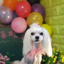 쥬쥬펫살롱 이미지