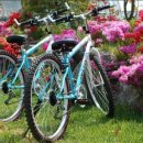 꽃지가는길 이미지