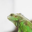 이구아나 이미지