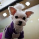 말티네 집 이미지