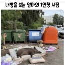 돼지우리 이미지