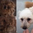 댕댕냥냥 이미지