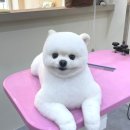 오도르봉 네이버블로그