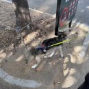 서울숲은행나무길 네이버블로그