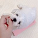 해온동물의료센터 | [일산] 해온동물의료센터 | 리나 스케일링 기록 / 강아지 치과 병원 추천