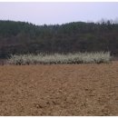 은해사 벚꽃길 이미지