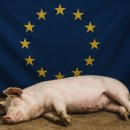 양돈산업 이미지