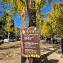 은행나무길 화장실 | 괴산 가볼 만한 곳 문광저수지 은행나무 길 실시간 후기