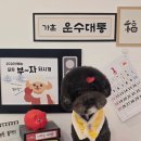 꽁꼼하개 이미지