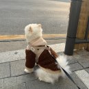 멍바라기 이미지