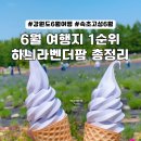 하늬농장 | 6월 강원도 동해 고성 하늬라벤더팜 입장료, 축제 정보, 후기 총정리