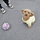 댕금님표 수제간식 이미지