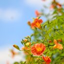 외암리 민속마을 능소화 이미지