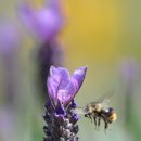 라벤더와 꿀벌(Lavender & Honeybee) 이미지