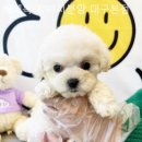 베베독 강아지분양 대구본점 이미지