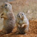 아이언렉스 이미지